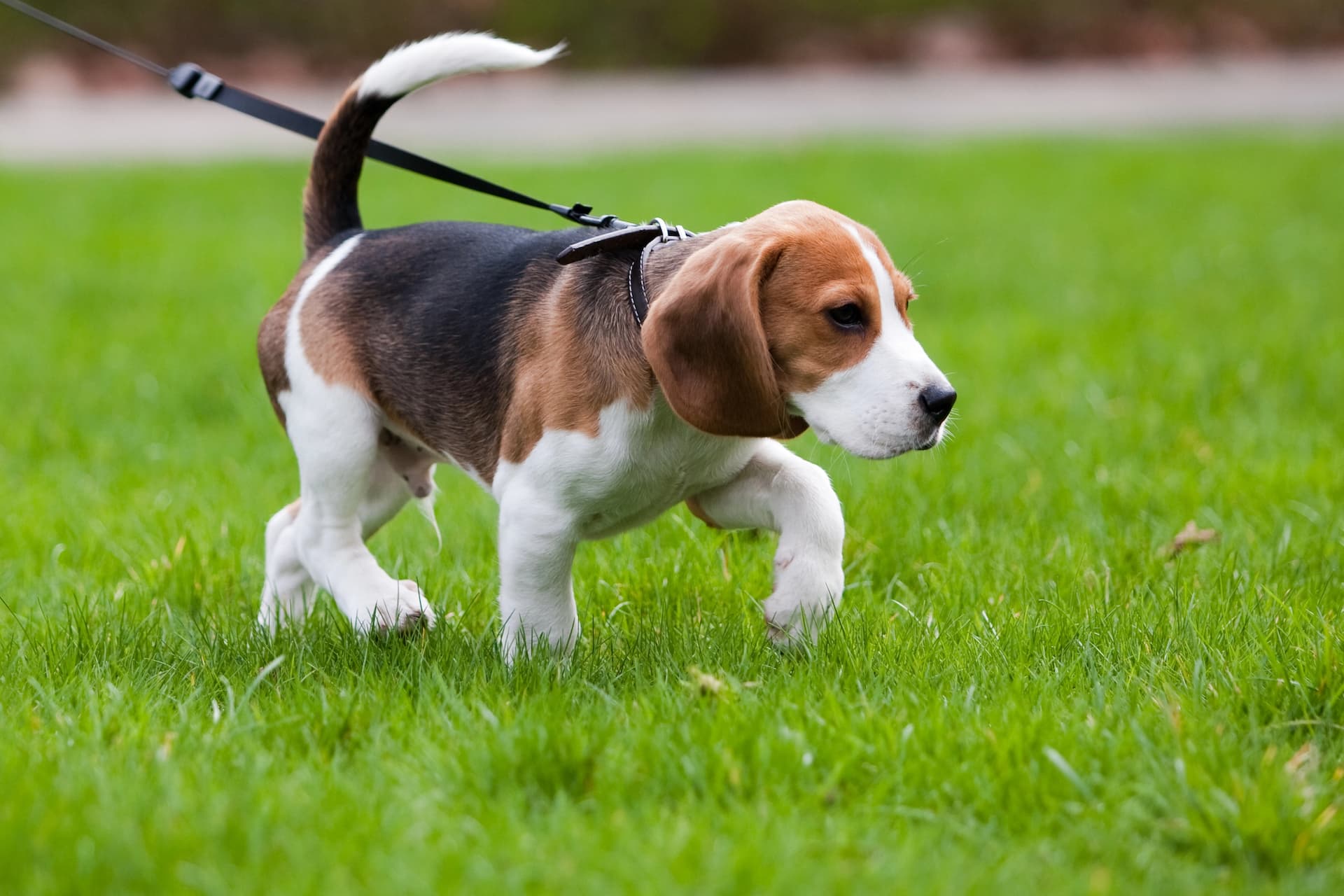 Pet Waste Removal 1