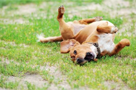 Fun Ways to Enhance Your Pet’s Yard Time