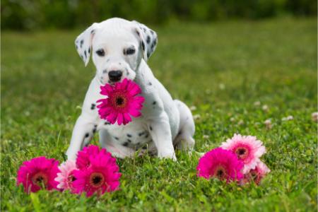 How To Make Your Yard Pet-Friendly