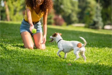Pet Waste Removal