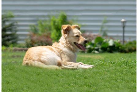 The Benefits of Professional Pet Waste Removal Services